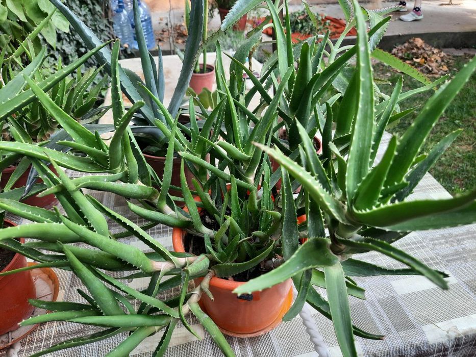 Домашние комнатные цветы алое