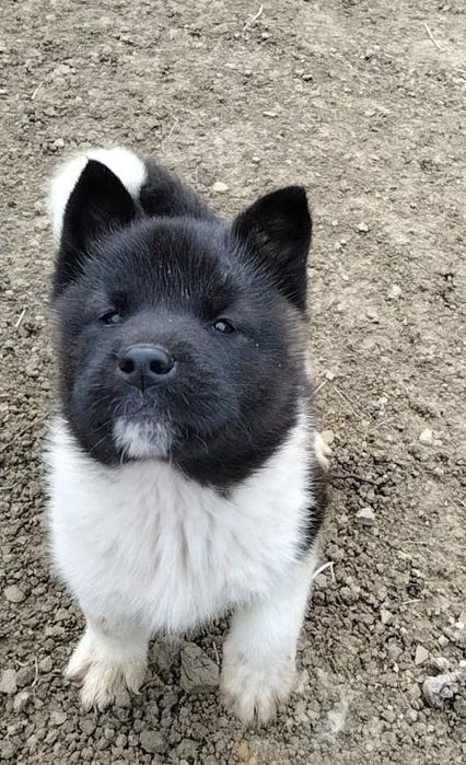 Akita American cu pedigree tip A