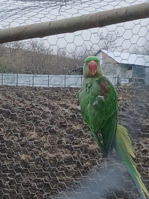 Vând marele alexandru