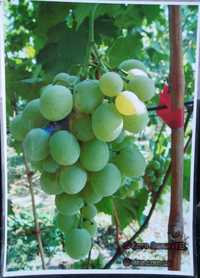 Продам саженцы местных сортов винограда выращины на даче