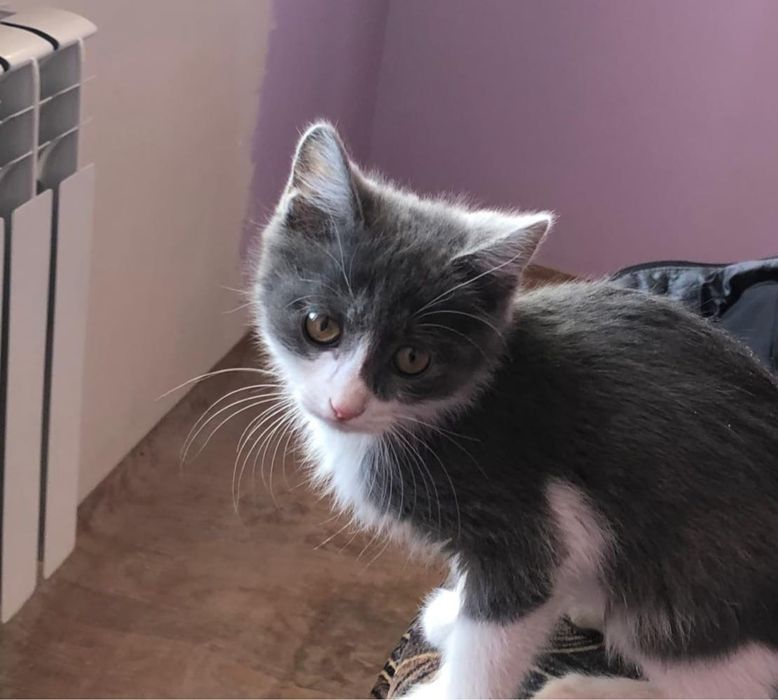 Отдам в хорошиие руки котенок