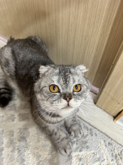 Большой кот кастрирован