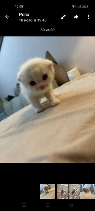 Котята Шотландский шиншилла