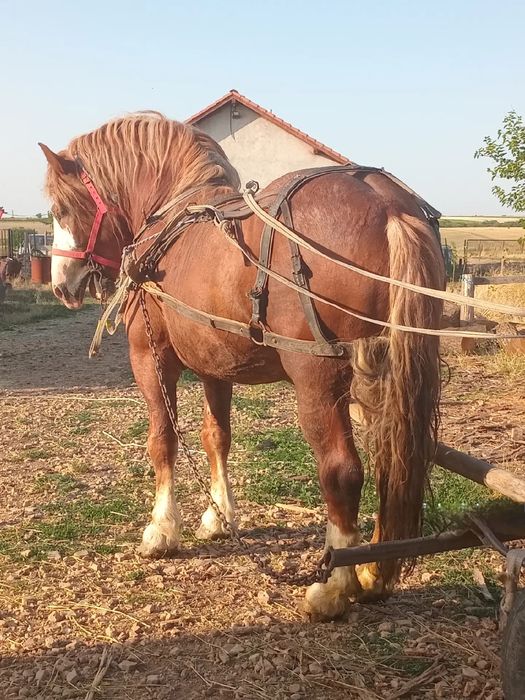 Vând Armasar Ștanțat