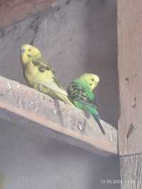 Волнистые попугаи сотилади 4та