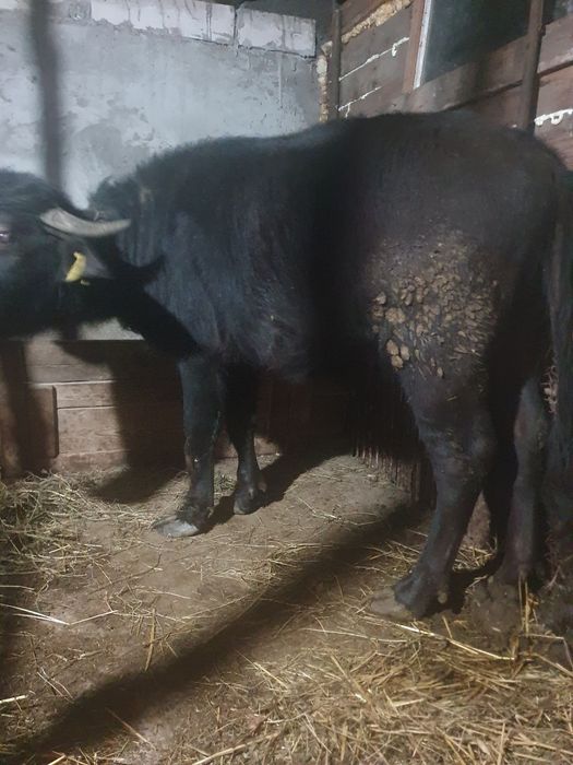 Vand juninca de bivol