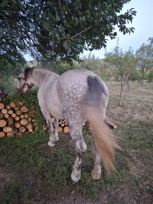 De vânzare iepe de pădure