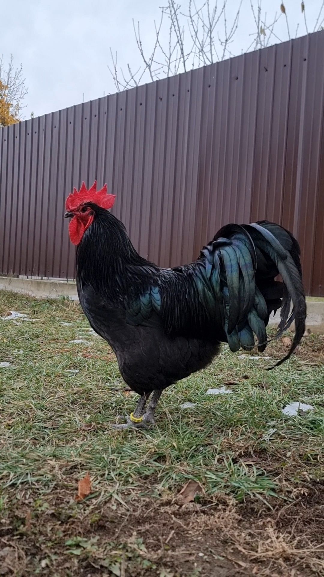Găini Australorp Negru și Albastru
