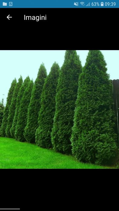 Vand tuia smarald columna braband Lelandy spirale pon pon fontina