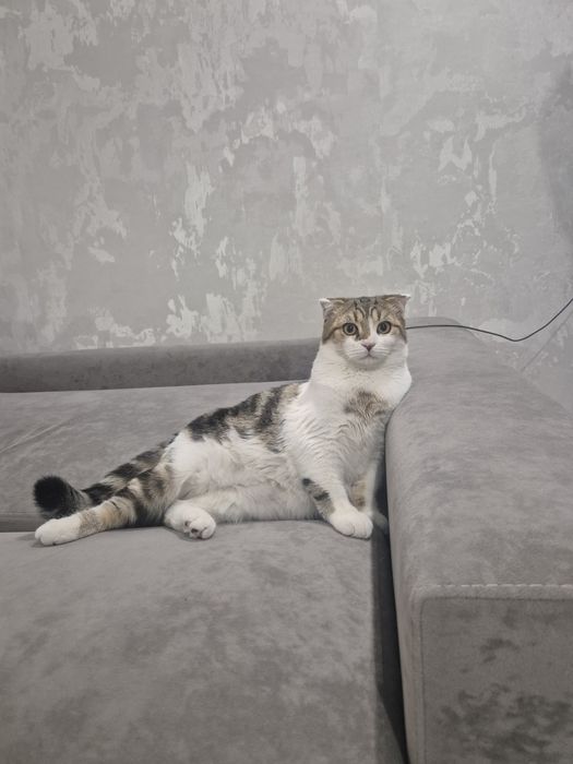 Шотландский вислоухий кот ищет пару для вязки.