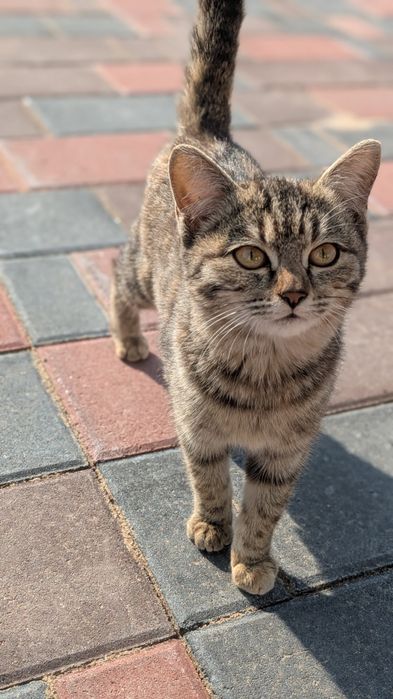 Котенок 4 месяца. Девочка