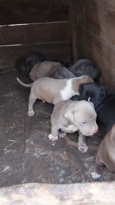 Pitbul bollari sotiladi.щенки питбуля на продажу