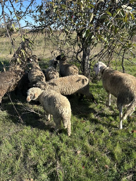 Vand mieluta si berbecuti