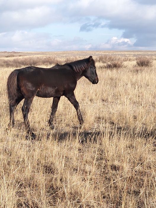 Еркек жабағылар сатылад