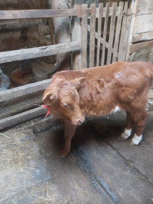 Продам бычков этого года