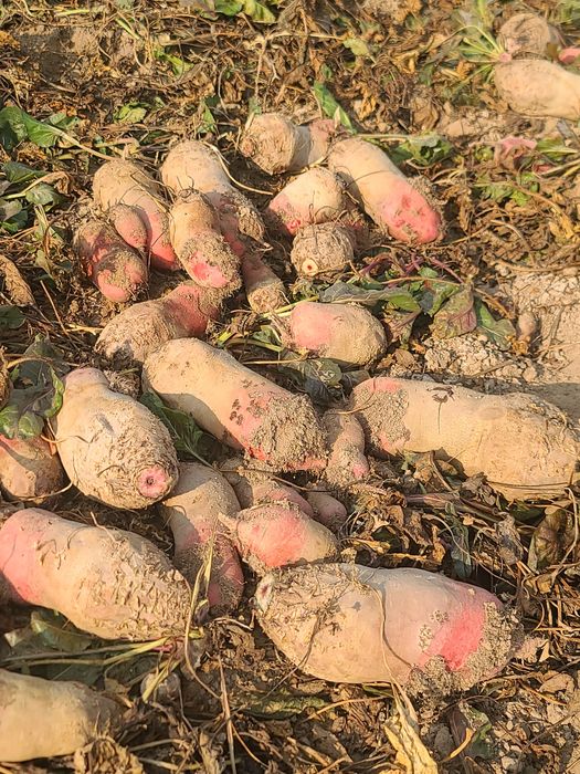 Karmavoy lavlagi sotiladi