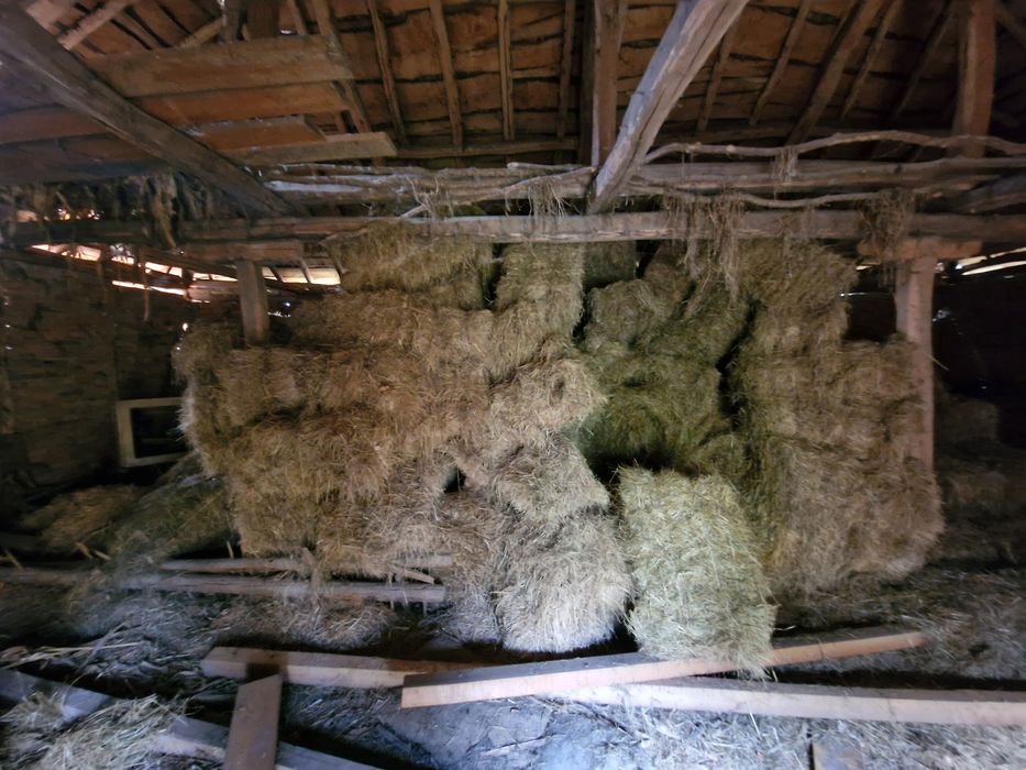 Бали сено стари поне на 15+ години