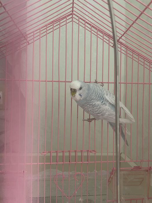 Продам волнистого попугая с клеткой. Самка