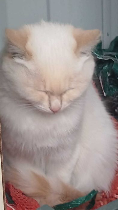Отдам котенка шести месяцев