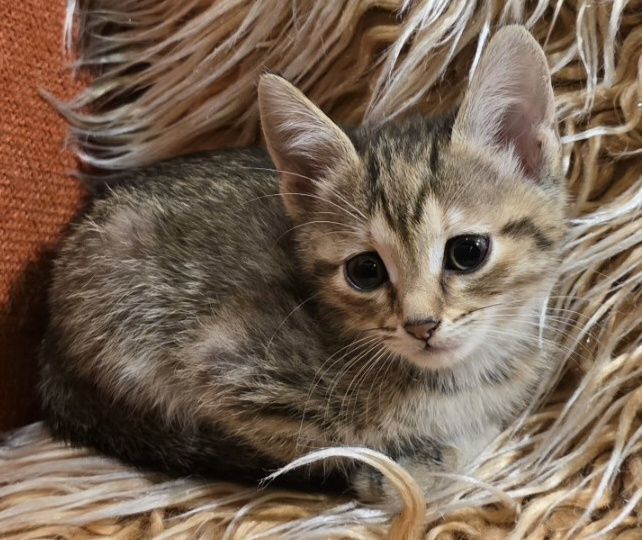 Прекрасни британски котета, отглеждани с любов!
