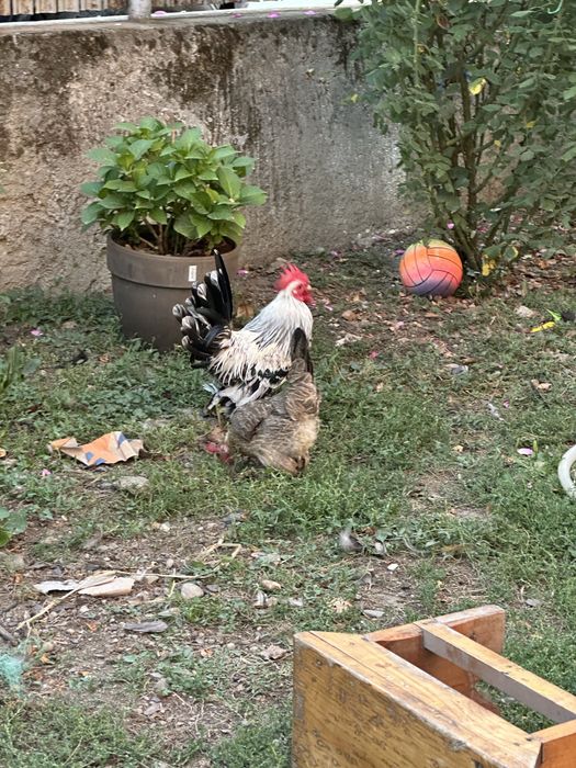 Disponibil cocos amerian