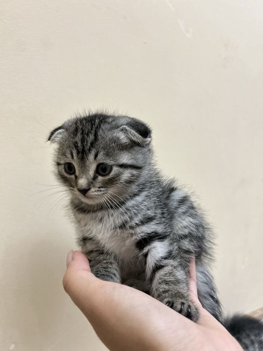 Котята шотландской вислоухой