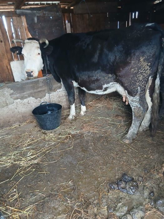 De vânzare vacă sau schimb