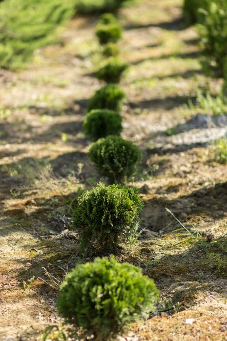 Vand TUIA ACLIMATIZATI ! Pret de producator!