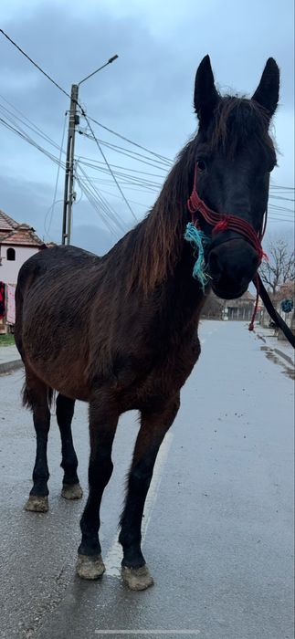 De vanzare cal castrat de 12 ani  trage fff bn la utilaje fff bland