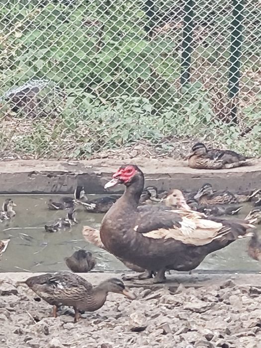 Фазани,токачки,японки,мускусни неми патици