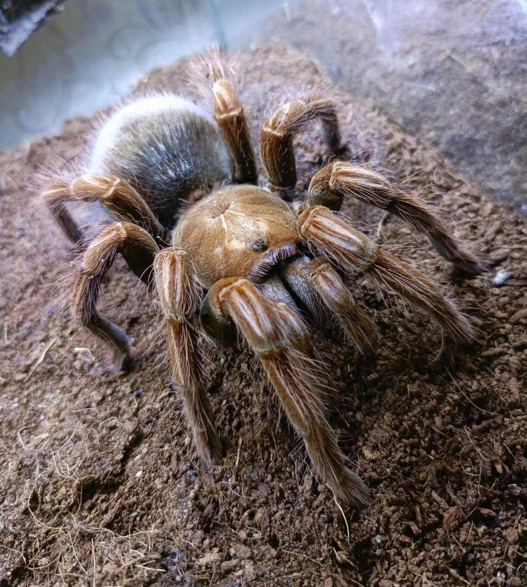 Pamphobeteus platyomma \ Паук-птицеед (Самка)