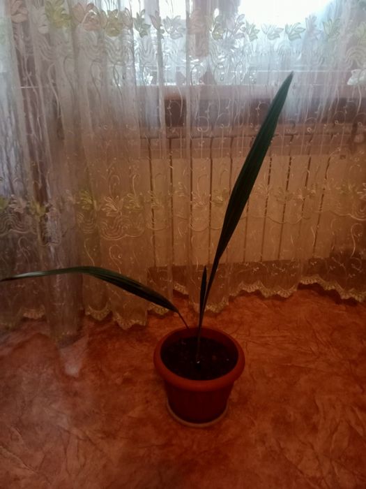 Продам финиковое дерево.