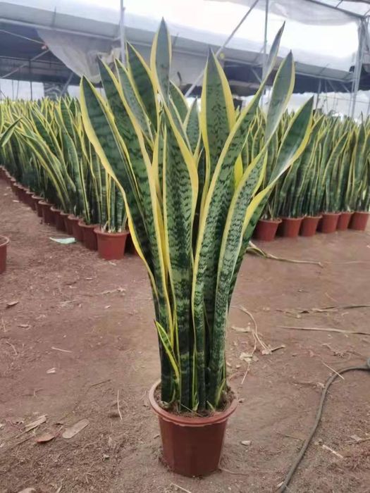 Сансиверия 24/7 Кислород Sansiveria!!!