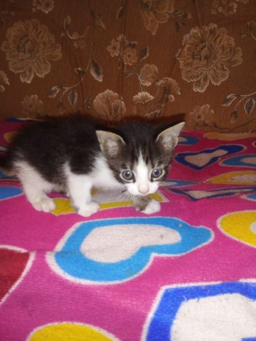 Котенок мальчик в добрые руки