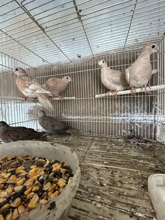 Гугутки скумрийки