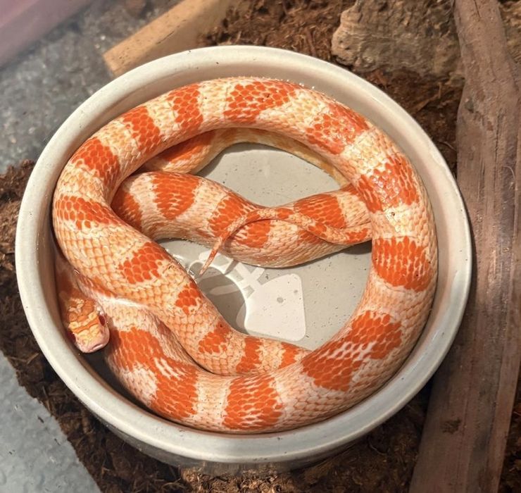 Vand Corn Snake Reverse Okeetee cu terariu