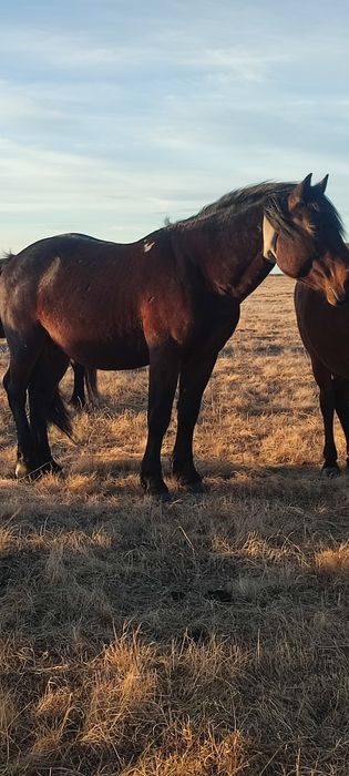 Полутяж айғыр сатылады