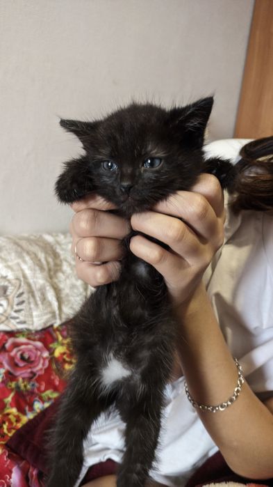 Маленькая девочка ищет дом