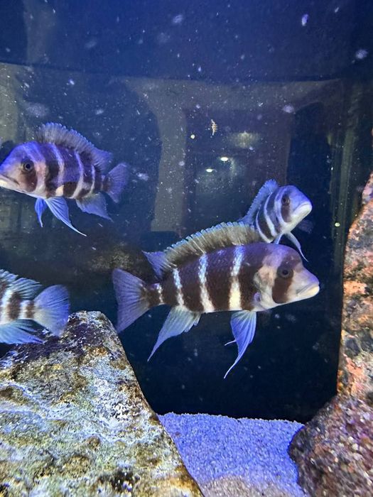 Хитой аквариум сотилади.