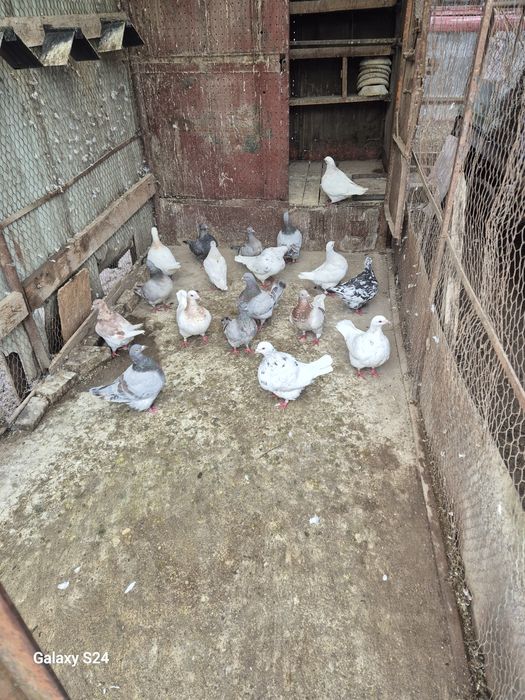 Vând porumbei texani 65 lei buc.