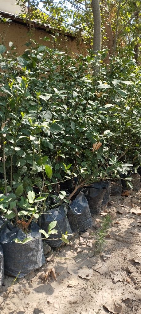 Limon ko'chatlari,3 yillik ekilsa hosilga kiradi