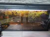 Acvariu 90l, doatat cu toate accesoriile, pești, filtru, substrat