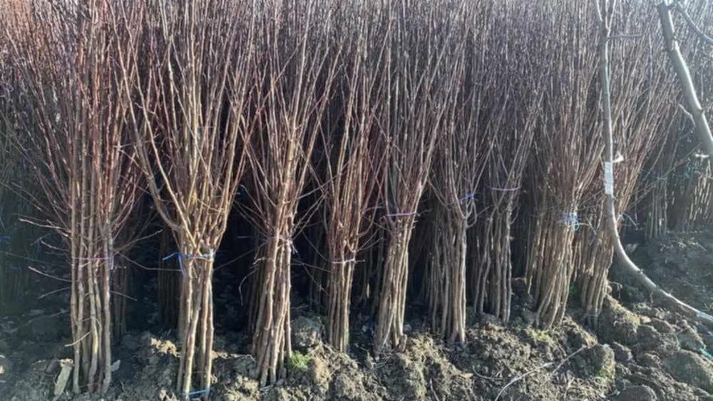 Pomi fructiferi certificati