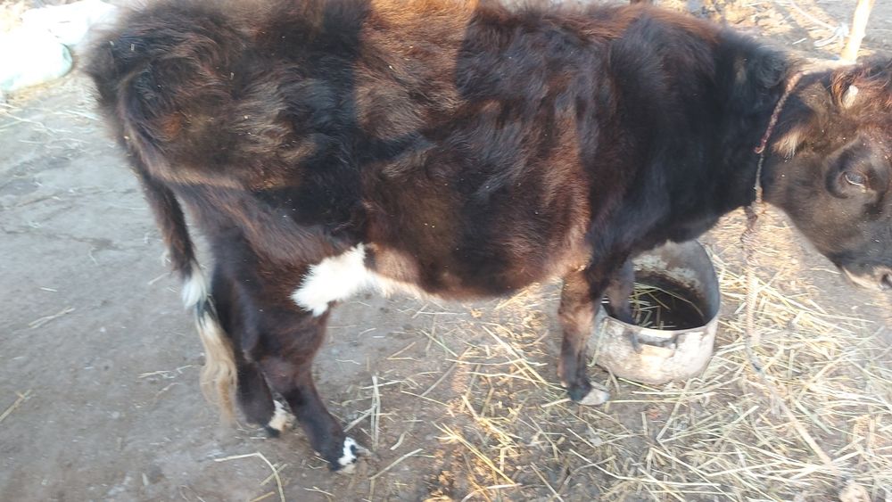 Сигир Мол сотилади