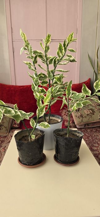 Продаются комнатные цветы