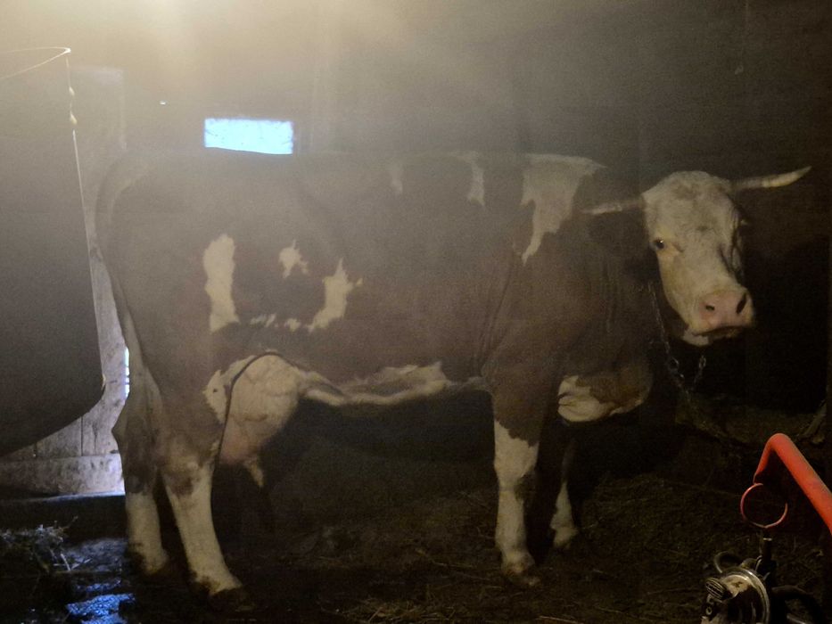 Vand vaca baltata romaneasca