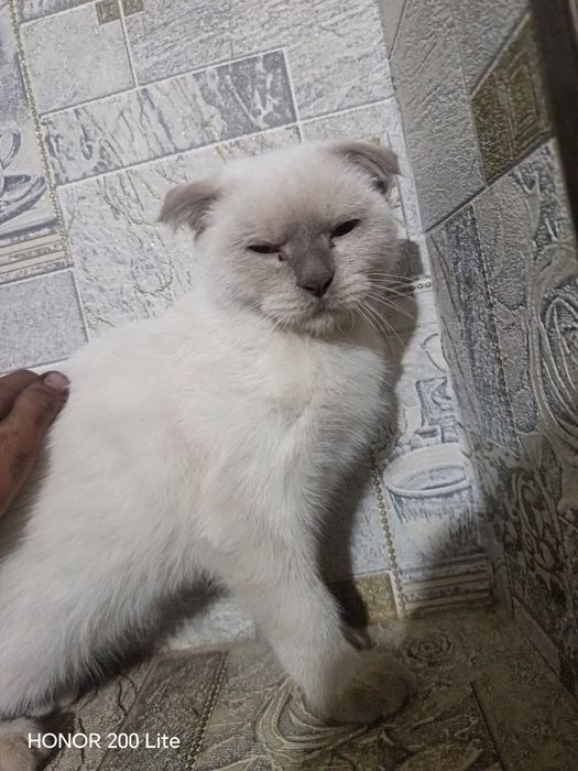 Zotli mushuk erkak