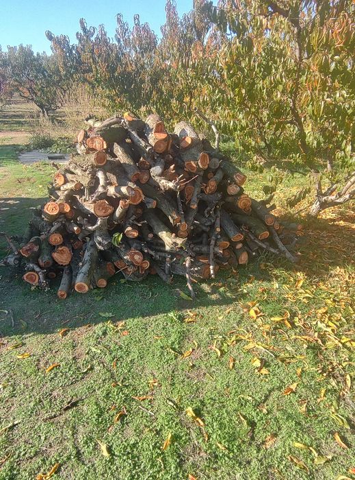 Дърва от Прасковки