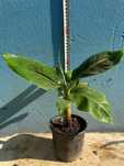 Банан ядлив джудже, Musa acuminata 'Dwarf Cavendish', растения