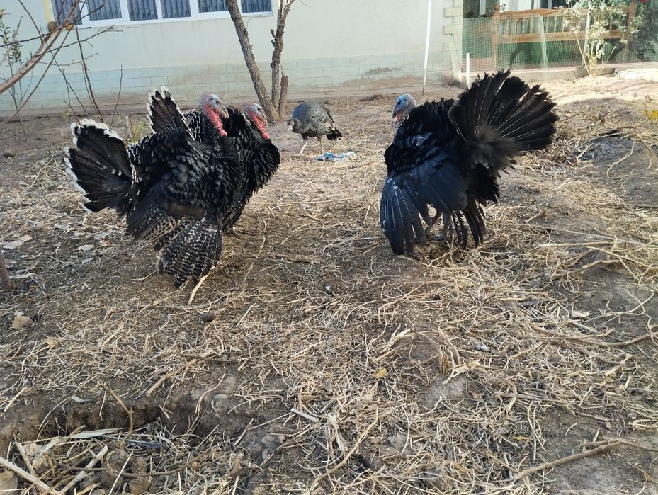 Куркала сотилади, 3 та эрке 1 та урғочи..